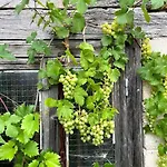 Vignes - Ou Le Calm Apaise L'ame *