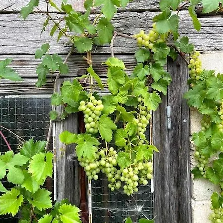 Vignes - Ou Le Calm Apaise L'ame *