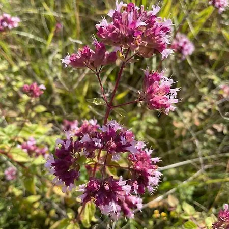 Vignes - Où Le Calm Apaise L'âme *