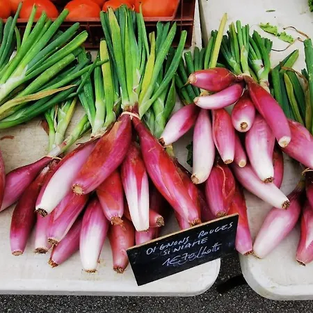 Vignes - Où Le Calm Apaise L'âme Appartement *