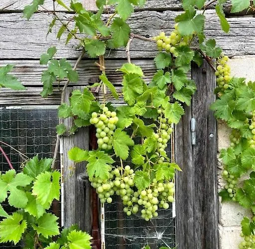 Vignes - Où Le Calm Apaise L'âme *